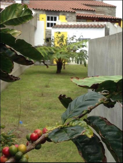 Casa Auri Villa Faial da Terra Exteriör bild